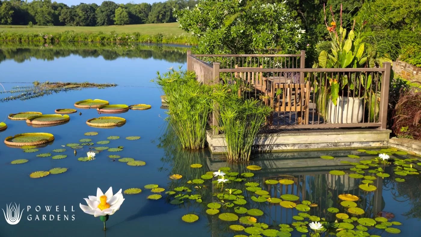 Experience the serene beauty of Powell Gardens in Warrensburg.