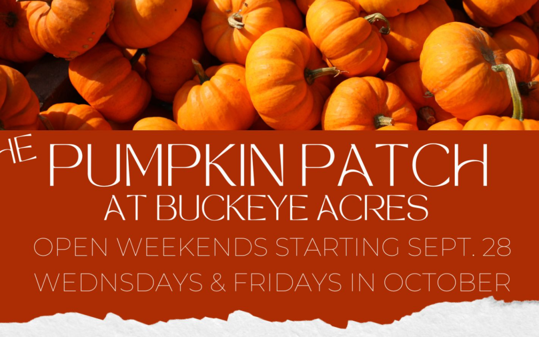 Fall Fun Awaits: Exploring Buckeye Acres’ Pumpkin Patch in Warrensburg