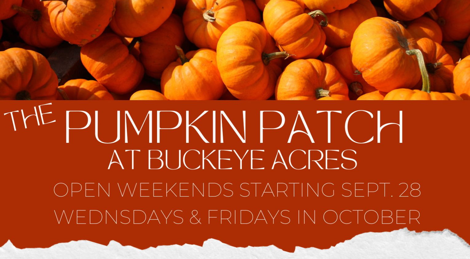 umpkin Patch at Buckeye Acres in Warrensburg, MO